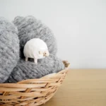 ゼニア生地が選ばれる理由は？良いウールの特徴と魅力を徹底解説